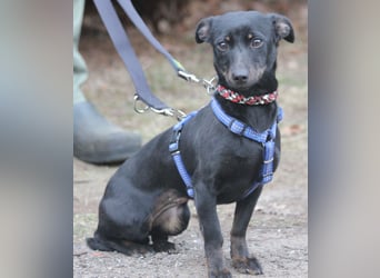 Dackel Lilo 30 cm geb. 06/2024 wartet bei Hannover auf liebe Adoptanten