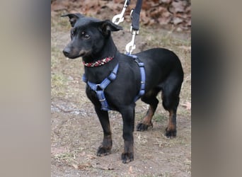 Dackel Lilo 30 cm geb. 06/2024 wartet bei Hannover auf liebe Adoptanten