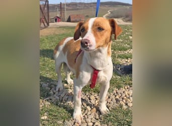 Dackel-Jack Russell MixMimi 28cm geb. 05/2023 eignet sich für jede Familie