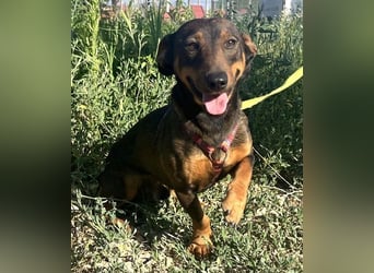 Rusty 32 cm geb. 01/2024 ist ein idealer Familienhund