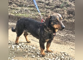 Dackel Nino 33cm geb. 02/2022 wartet auf seine Familie