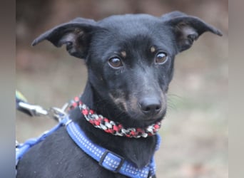 Dackel Lilo 30 cm geb. 06/2024 wartet bei Hannover auf liebe Adoptanten