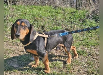 Dackel Timon 28cm geb. 10/2022  mag alle Menschen und Artgenossen