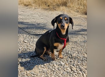Daisy 27 cm geb. 03/2025 kann sofort nach Deutschland kommen