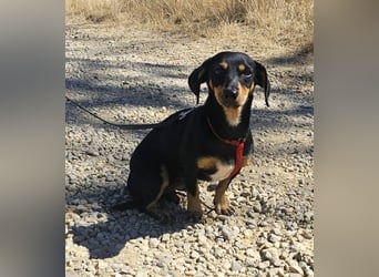 Daisy 27 cm geb. 03/2025 kann sofort nach Deutschland kommen