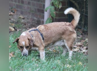 Jürgen 39 cm geb. 01/2017 - Dackelmix sucht Zuhause Jürgen 39 cm geb. 01/2017 - Dackelmix sucht Zuhause