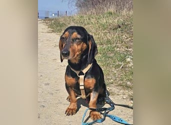 Timon wartet in 31303 Burgdorf auf ein endgültiges Zuhause