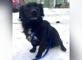 Dackelmix Chanel 33cm geb. 04/2014 sucht liebevolle Menschen