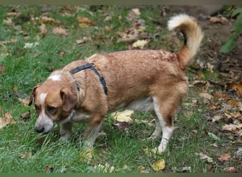 Jürgen 39 cm geb. 01/2017 - Dackelmix sucht Zuhause Jürgen 39 cm geb. 01/2017 - Dackelmix sucht Zuhause