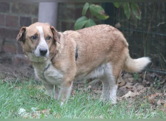 Jürgen 39 cm geb. 01/2017 - Dackelmix sucht Zuhause Jürgen 39 cm geb. 01/2017 - Dackelmix sucht Zuhause