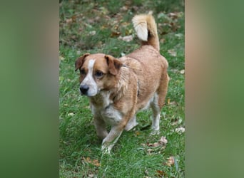 Jürgen 39 cm geb. 01/2017 - Dackelmix sucht Zuhause Jürgen 39 cm geb. 01/2017 - Dackelmix sucht Zuhause