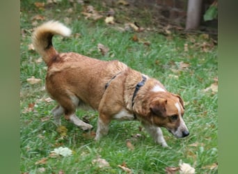 Jürgen 39 cm geb. 01/2017 - Dackelmix sucht Zuhause Jürgen 39 cm geb. 01/2017 - Dackelmix sucht Zuhause