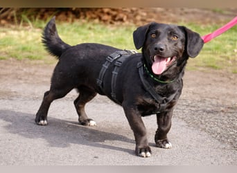 Dackel Billy 35cm geb. 11/2022 wartet bei Hannover auf liebe Menschen