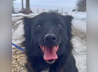 Dackelmix Chanel 33cm geb. 04/2014 sucht liebevolle Menschen