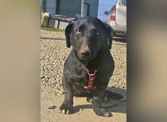 Dackel Billy 35cm geb. 11/2022 wartet bei Hannover auf liebe Menschen