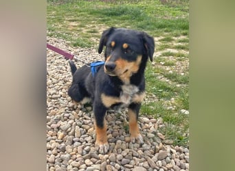 Dackel-Mix Sindy 35cm geb. 01/2025 ist eine tolle Familienhündin