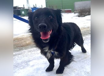 Dackelmix Chanel 33cm geb. 04/2014 sucht liebevolle Menschen