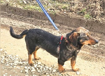 Dackel Nino 33cm geb. 02/2022 wartet auf seine Familie