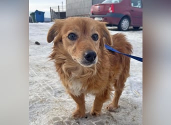 Dackelmix Yrsa 32cm geb. 03/2018