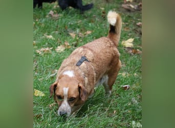 Jürgen 39 cm geb. 01/2017 - Dackelmix sucht Zuhause Jürgen 39 cm geb. 01/2017 - Dackelmix sucht Zuhause