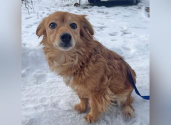 Dackelmix Yrsa 32cm geb. 03/2018