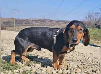 Dackel Timon 28cm geb. 10/2022  mag alle Menschen und Artgenossen