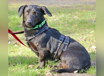 Dackel Billy 35cm geb. 11/2022 wartet bei Hannover auf liebe Menschen