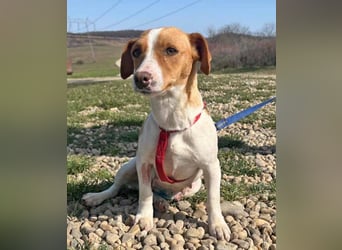 Dackel-Jack Russell MixMimi 28cm geb. 05/2023 eignet sich für jede Familie