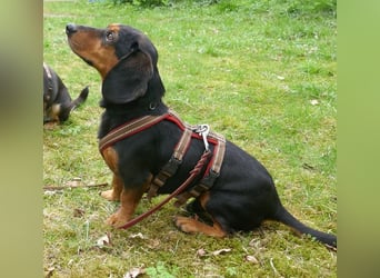 Timon wartet in 31303 Burgdorf auf ein endgültiges Zuhause