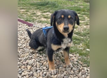 Dackel-Mix Sindy 35cm geb. 01/2025 ist eine tolle Familienhündin