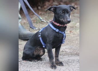 Dackel Lilo 30 cm geb. 06/2024 wartet bei Hannover auf liebe Adoptanten