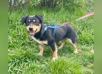 Dackel-Mix Sindy 35cm geb. 01/2025 ist eine tolle Familienhündin