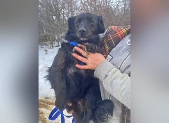 Dackelmix Chanel 33cm geb. 04/2014 sucht liebevolle Menschen