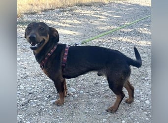 Rusty 32 cm geb. 01/2024 ist ein idealer Familienhund