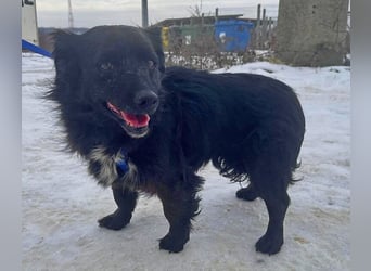 Dackelmix Chanel 33cm geb. 04/2014 sucht liebevolle Menschen