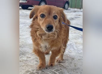 Dackelmix Yrsa 32cm geb. 03/2018