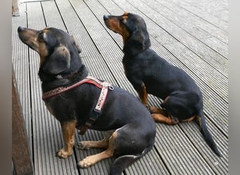 Timon wartet in 31303 Burgdorf auf ein endgültiges Zuhause