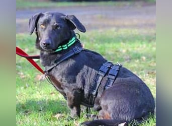 Dackel Billy 35cm geb. 11/2022 wartet bei Hannover auf liebe Menschen