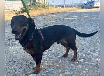 Rusty 32 cm geb. 01/2024 ist ein idealer Familienhund