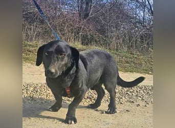 Dackel Billy 35cm geb. 11/2022 wartet bei Hannover auf liebe Menschen