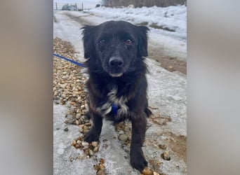 Dackelmix Chanel 33cm geb. 04/2014 sucht liebevolle Menschen