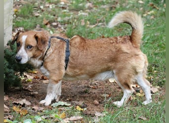 Jürgen 39 cm geb. 01/2017 - Dackelmix sucht Zuhause Jürgen 39 cm geb. 01/2017 - Dackelmix sucht Zuhause