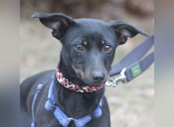 Dackel Lilo 30 cm geb. 06/2024 wartet bei Hannover auf liebe Adoptanten