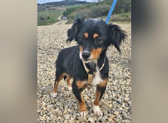 Dackel-Papillon-Mix Sarah 32cm geb. 11/2022 sucht liebevolle Menschen