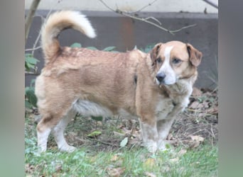 Jürgen 39 cm geb. 01/2017 - Dackelmix sucht Zuhause Jürgen 39 cm geb. 01/2017 - Dackelmix sucht Zuhause