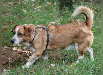 Jürgen 39 cm geb. 01/2017 - Dackelmix sucht Zuhause Jürgen 39 cm geb. 01/2017 - Dackelmix sucht Zuhause