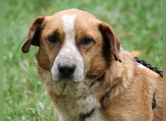 Jürgen 39 cm geb. 01/2017 - Dackelmix sucht Zuhause Jürgen 39 cm geb. 01/2017 - Dackelmix sucht Zuhause