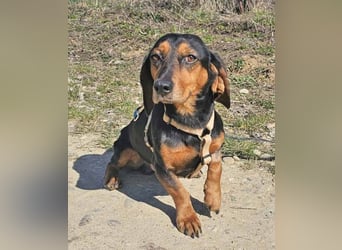 Dackel Timon 28cm geb. 10/2022  mag alle Menschen und Artgenossen