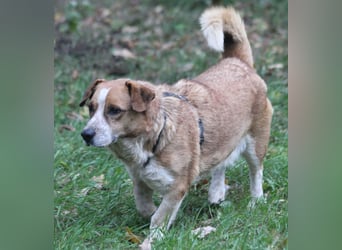 Jürgen 39 cm geb. 01/2017 - Dackelmix sucht Zuhause Jürgen 39 cm geb. 01/2017 - Dackelmix sucht Zuhause
