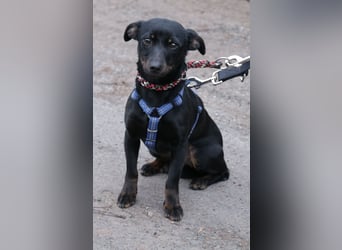 Dackel Lilo 30 cm geb. 06/2024 wartet bei Hannover auf liebe Adoptanten